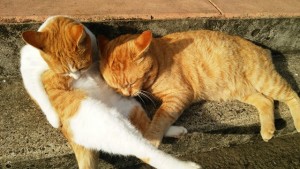 いさおいさみDSC_0094