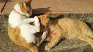 いさおいさみDSC_0097