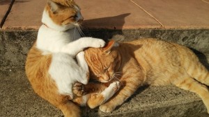 いさおいさみDSC_0098