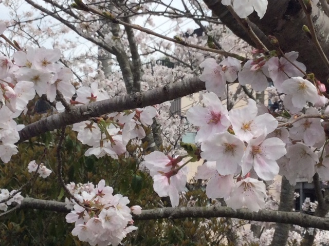 今年も桜がきれいです